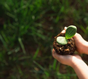 Young green sprout in the hands of a child in the 2022 03 02 10 44 05 utc 1 360x320