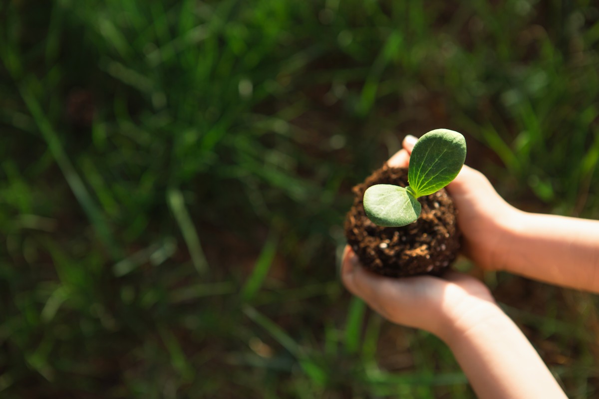 Young green sprout in the hands of a child in the 2022 03 02 10 44 05 utc 1
